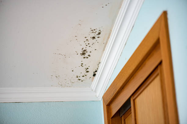 Best Commercial Mold Removal  in Orland Park, IL