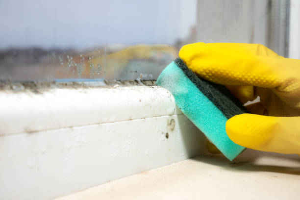 Best Mold Removal Company Near Me  in Orland Park, IL