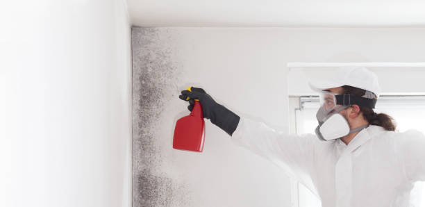 Crawl Space Mold Removal in Orland Park, IL