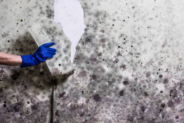 Best Residential Mold Removal  in Orland Park, IL