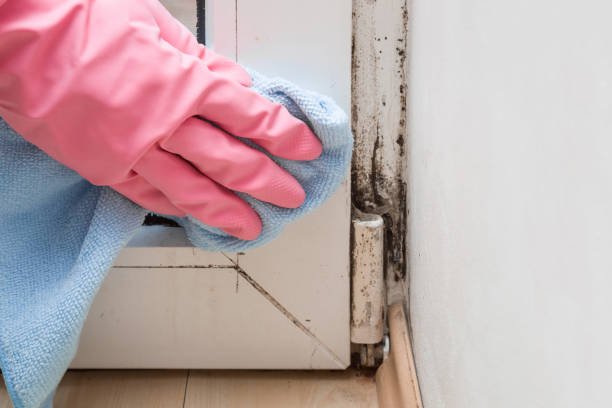Attic Mold Removal in Orland Park, IL